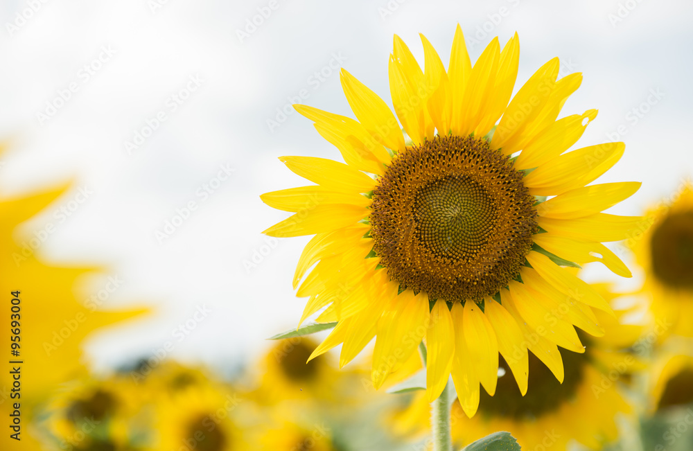 Obraz premium sunflower