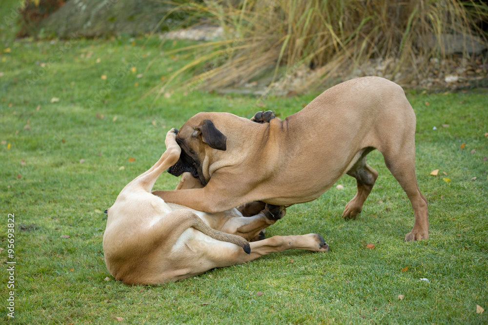 two female of Fila Brasileiro (Brazilian Mastiff) two female of Fila Brasileiro (Brazilian Mastiff)