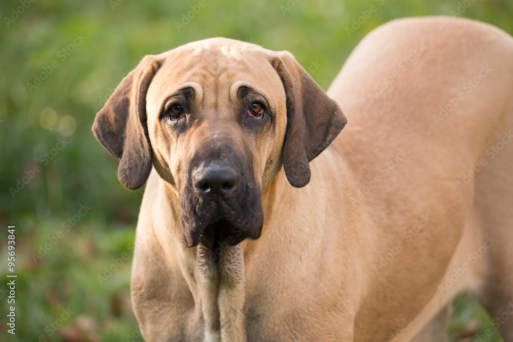 female of Fila Brasileiro (Brazilian Mastiff) female of Fila Brasileiro (Brazilian Mastiff)
