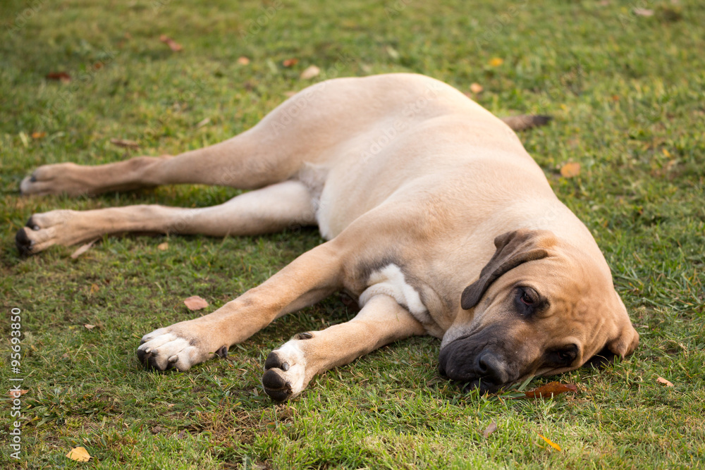 female of Fila Brasileiro (Brazilian Mastiff) female of Fila Brasileiro (Brazilian Mastiff)