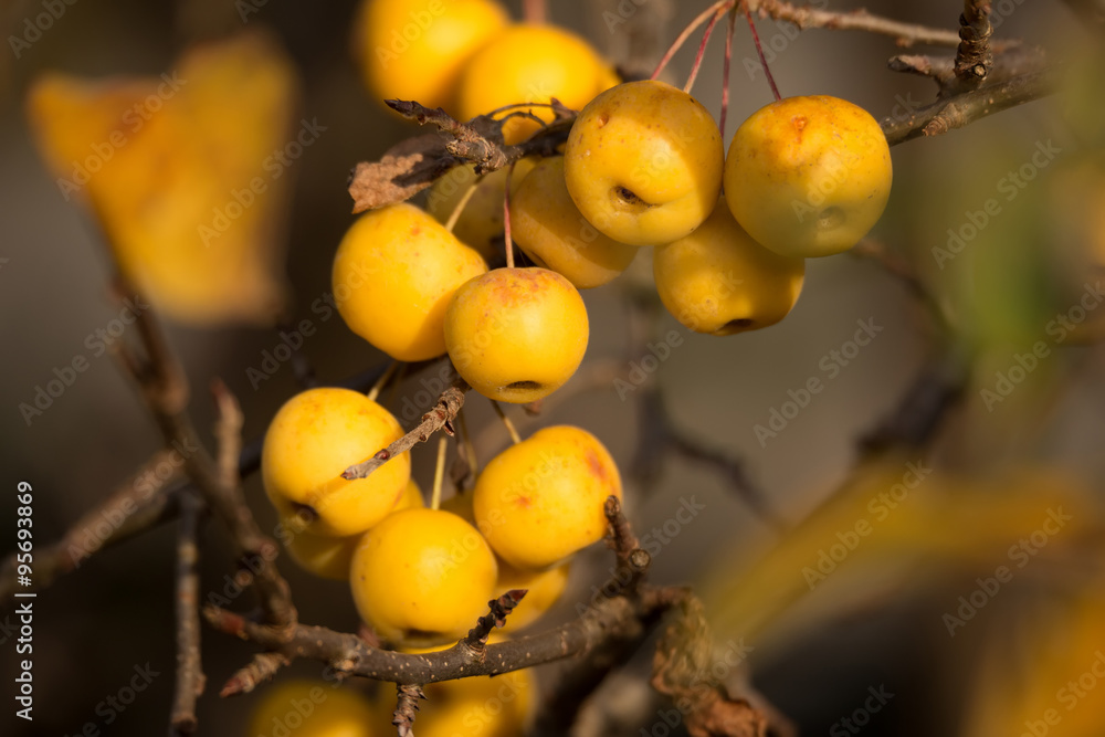 yellow Crab Apples Golden Hornet yellow Crab Apples Golden Hornet