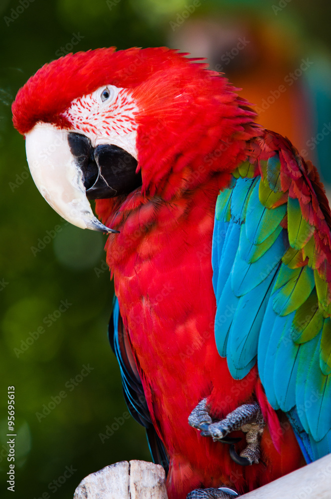 Naklejka premium colorful parrot