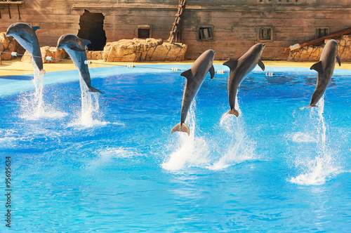 Obraz na płótnie a group of dolphins jumping at the same time in a blue water pool w salonie