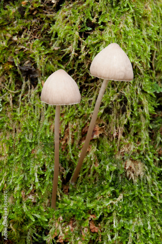 Two mushrooms growing on wet moss green