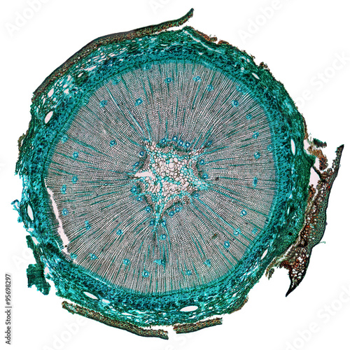 Photos Pine Wood micrograph