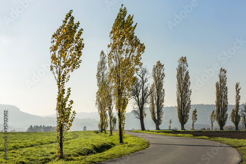 Fotografie Avenue of poplars by rocky massif Lilienstein
