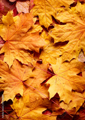 jesień tło z liści klonu
