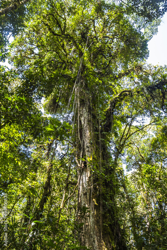 Fototapeta premium Panama djungle on Quetzal Trail