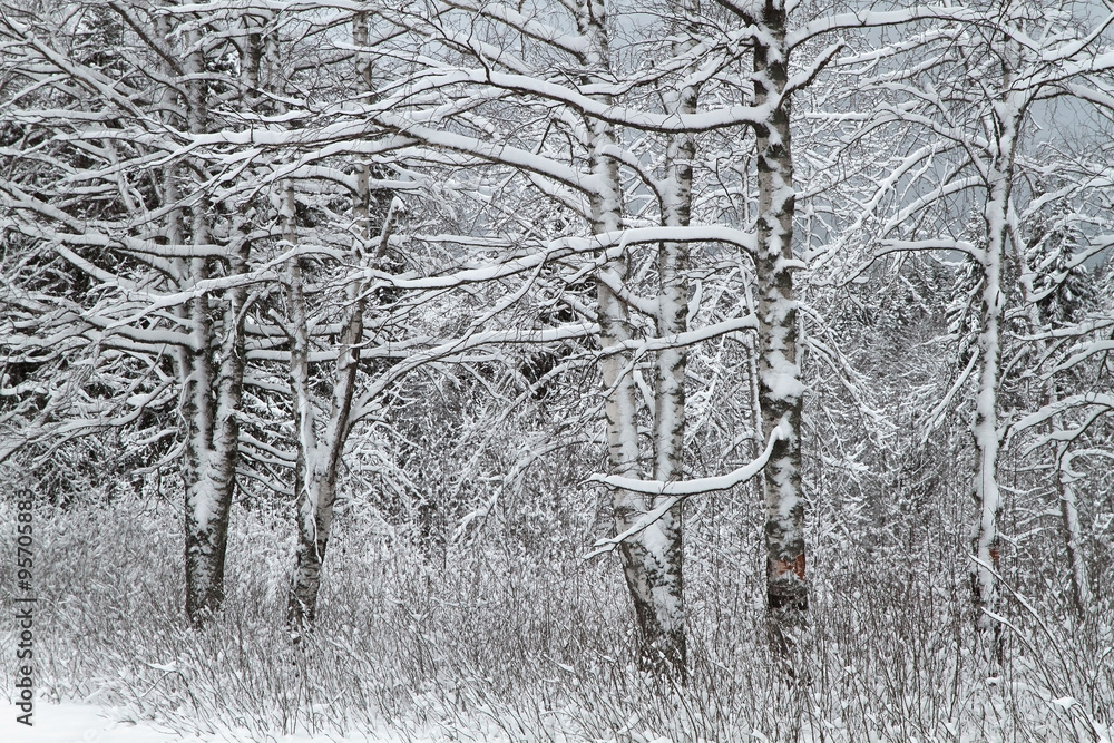 Fototapeta premium Winter forest