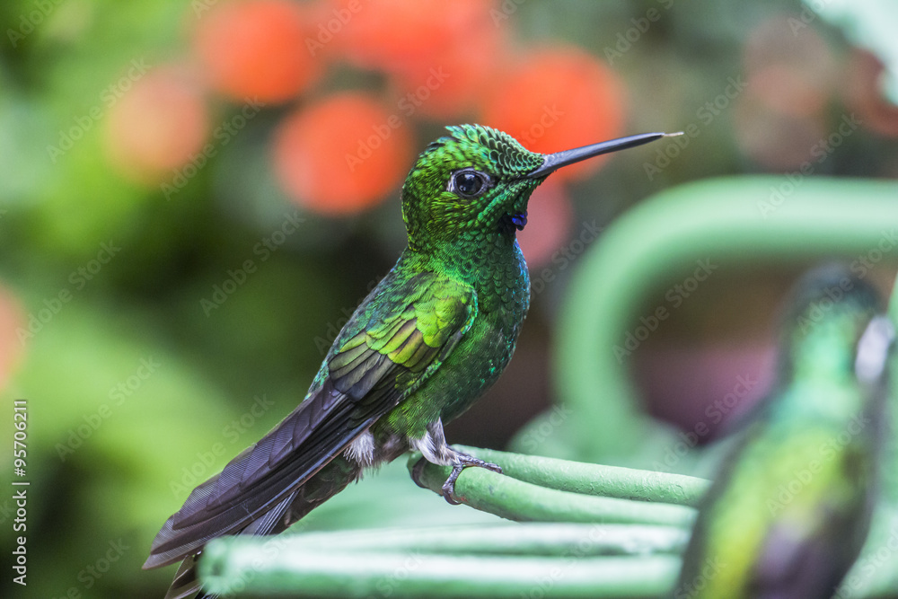 Fototapeta premium Green hummingbird in Costa Rica