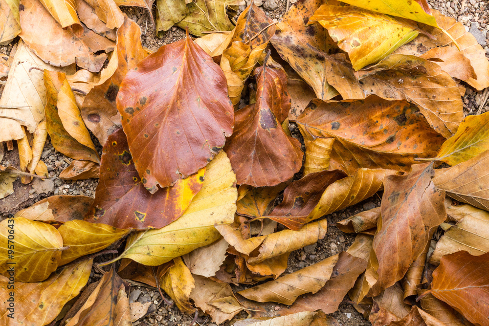Dry fallen leaves Dry fallen leaves