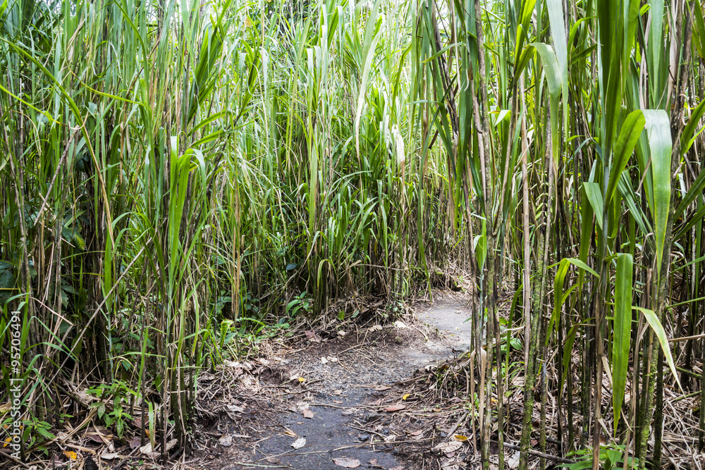 Fototapeta premium Jungle in Arenal, Costa Rica