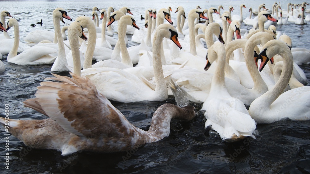 Obraz premium Swans floating at the river