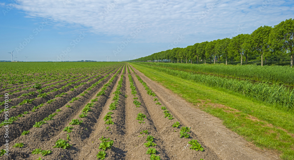 Furrows on a field in spring