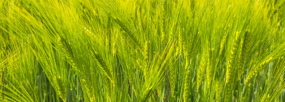 Wheat growing on a sunny field in spring
Wheat growing on a sunny field in spring