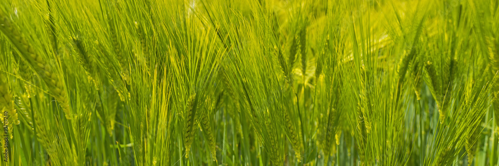 Wheat growing on a sunny field in spring
