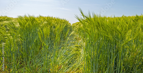 Wheat growing on a sunny field in spring  