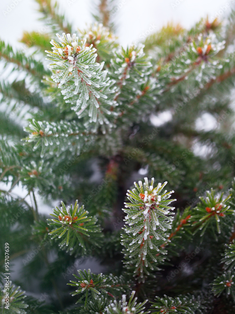 spruce needles in the frost