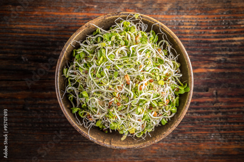 Fresh sprouts photo