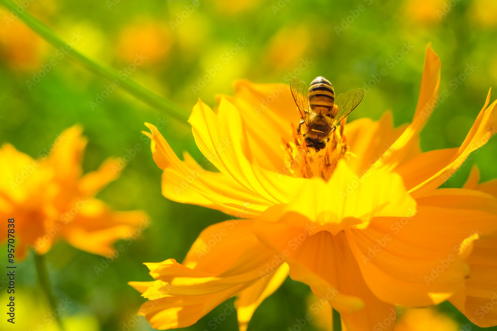 Bee collecting nectar from a bight orange flower in sunny spring day. soft focus photo Bee collecting nectar from a bight orange flower in sunny spring day. soft focus photo