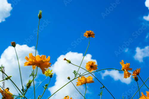 Beautiful Blossom yellow colorful daisies, cosmos in grass field flowers in a beautiful day