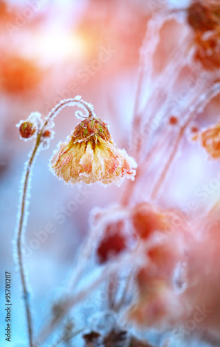 frozen chrysanthemums at sunset