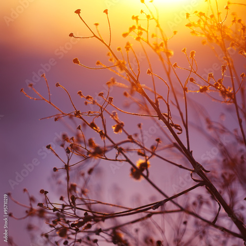 Winter Plant Silhouette at sunset