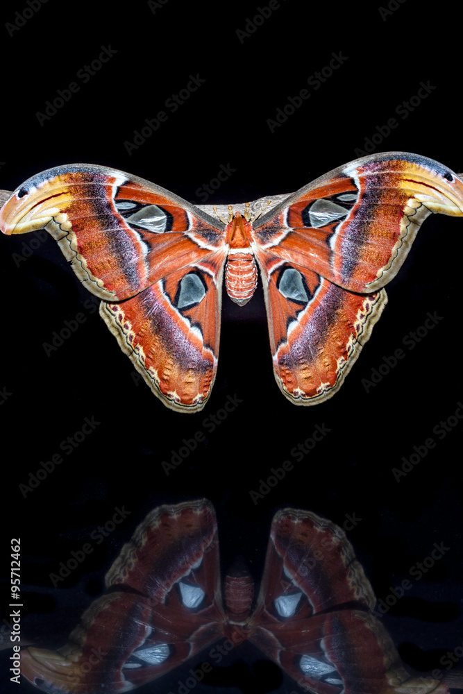 Naklejka premium Attacus atlas