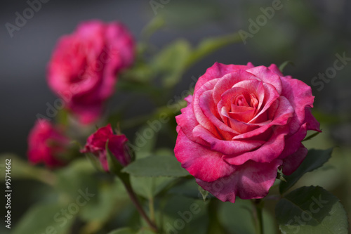 Lovely hot pink roses in the garden with white spots  Rosaceae . Beautiful bouquet of flowers with leaves on gray and green background.