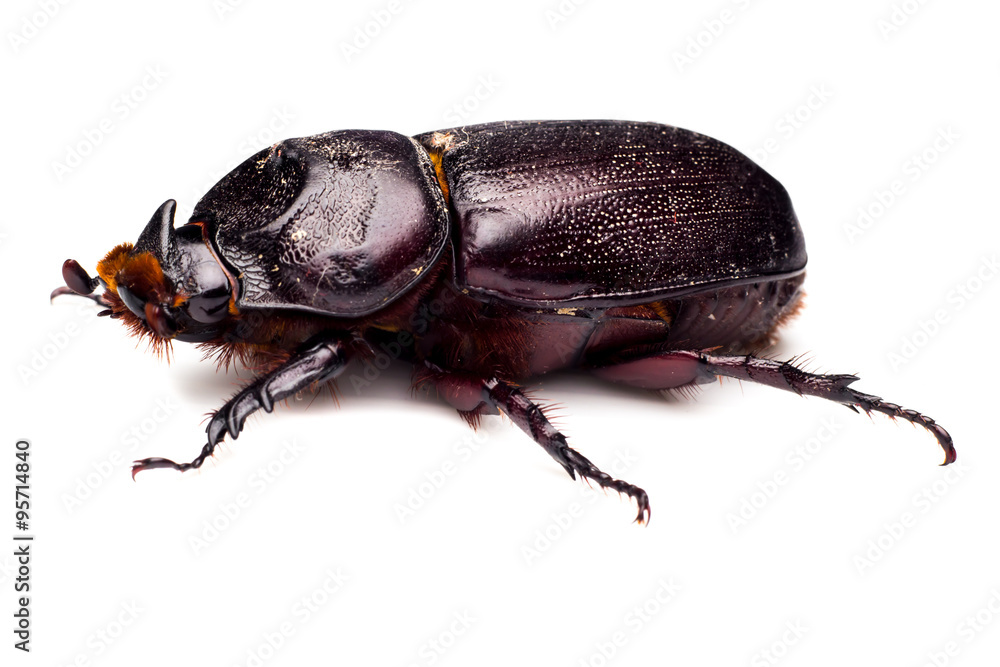 Macro Beetle,Rhinoceros beetle, Rhino beetle, Hercules beetle, Unicorn beetle, Horn beetle (Dynastinae)