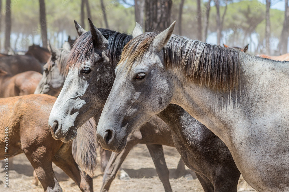 Group of horses in the herd. Closed in the corral. Group of horses in the herd. Closed in the corral.