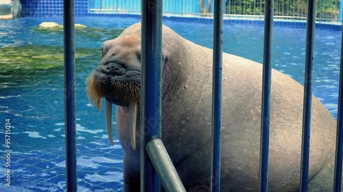 Walrus Basks In Pool At The Zoo photo