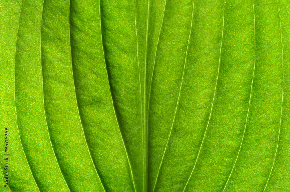 green leaf texture green leaf texture