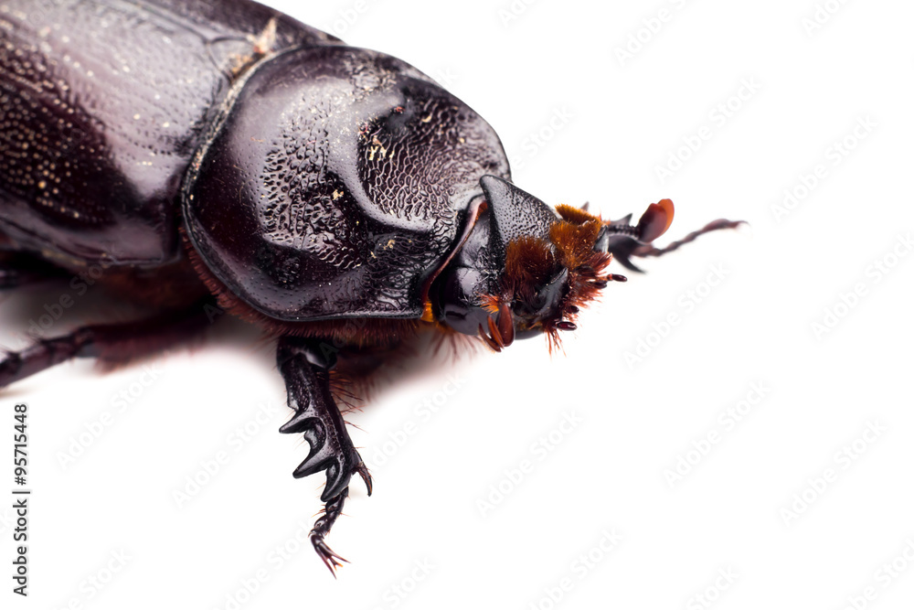 Macro Beetle,Rhinoceros beetle, Rhino beetle, Hercules beetle, Unicorn beetle, Horn beetle (Dynastinae) Macro Beetle,Rhinoceros beetle, Rhino beetle, Hercules beetle, Unicorn beetle, Horn beetle (Dynastinae)
