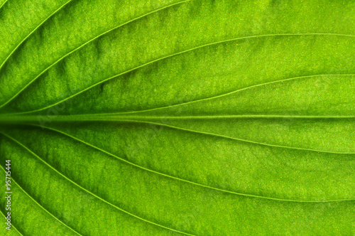  green leaf texture