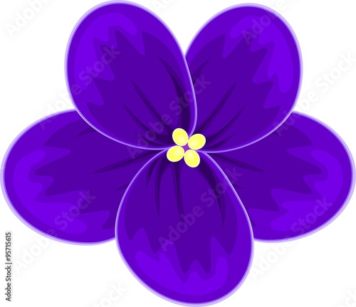 single  african violet  (saintpaulia)