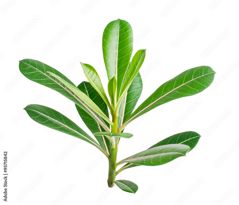 desert rose leaves isolated on white