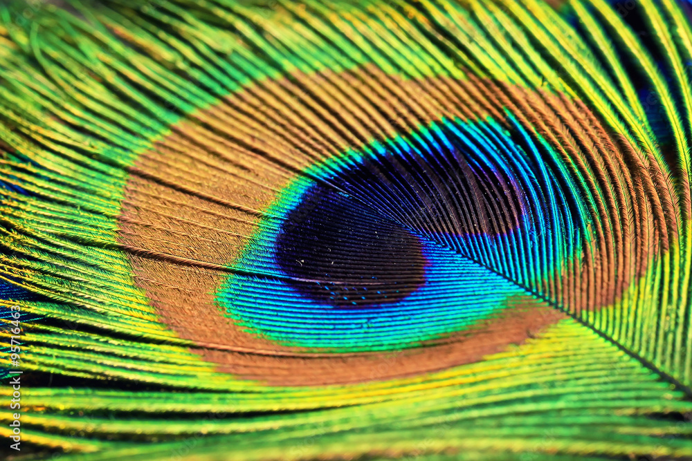 Obraz premium перо павлина крупным планом 
