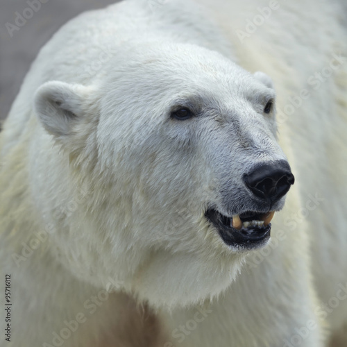 The head of a polar bear female. Side face portrait of a beautiful beast with open chaps. The most dangerous animal of the Arctic region. Wild beauty of severe raptor. © olga_gl