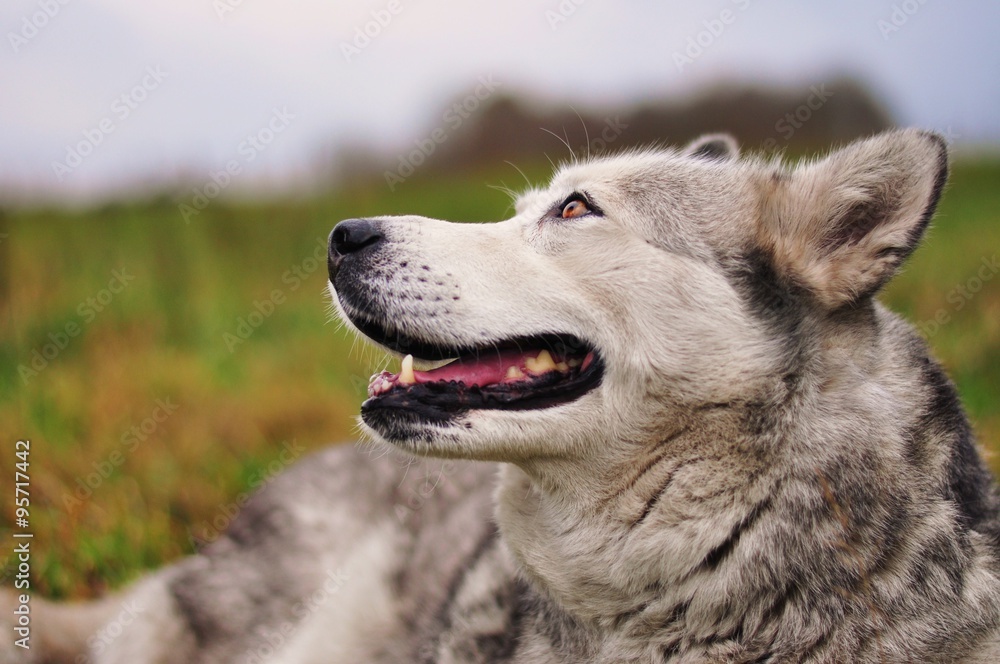 Pies husky na łące