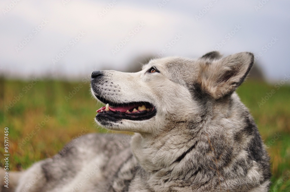 Pies husky na łące