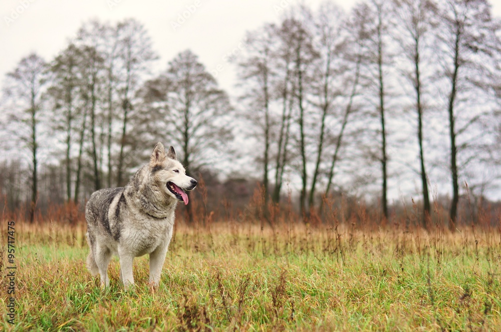 Pies husky na łące