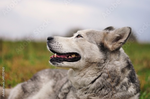Obraz na płótnie Pies husky na łące w salonie