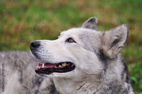 Obraz na płótnie Pies husky na łące w salonie