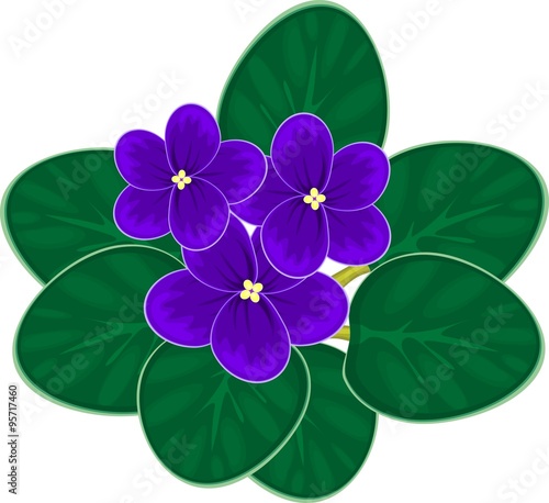 african violets (saintpaulia)