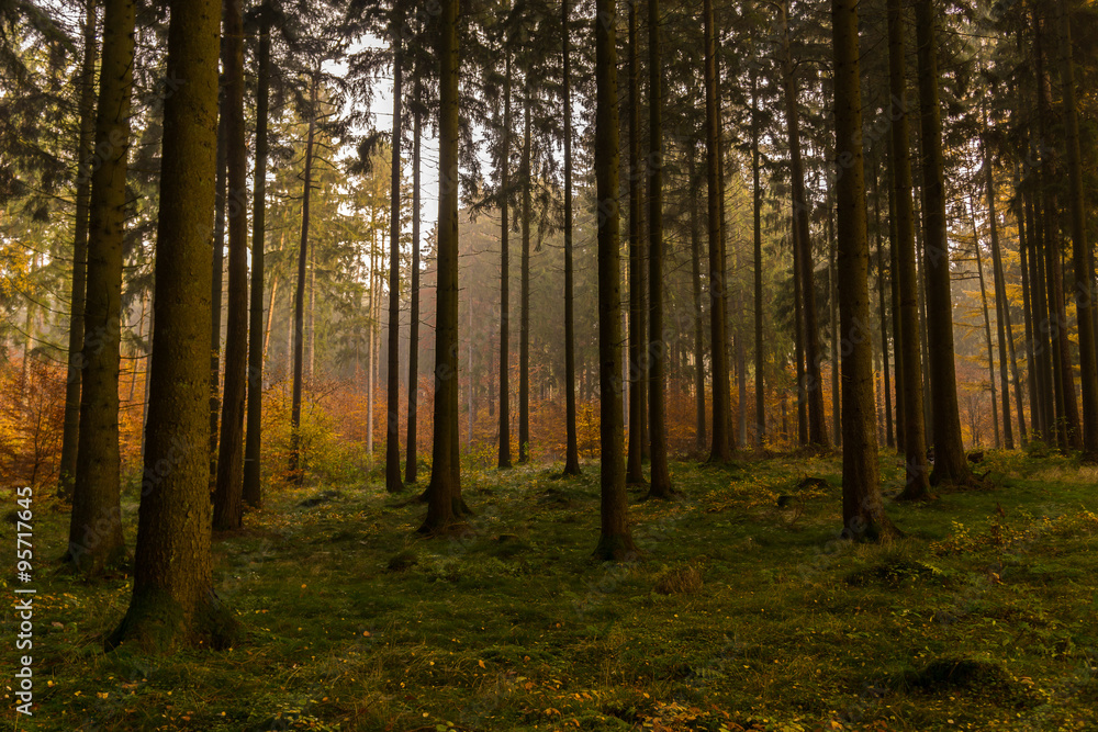 Obraz premium bunter Herbstwald mit Sonnenstrahlen