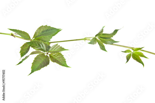 leaves of vine