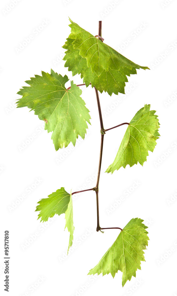 leaves of vine leaves of vine