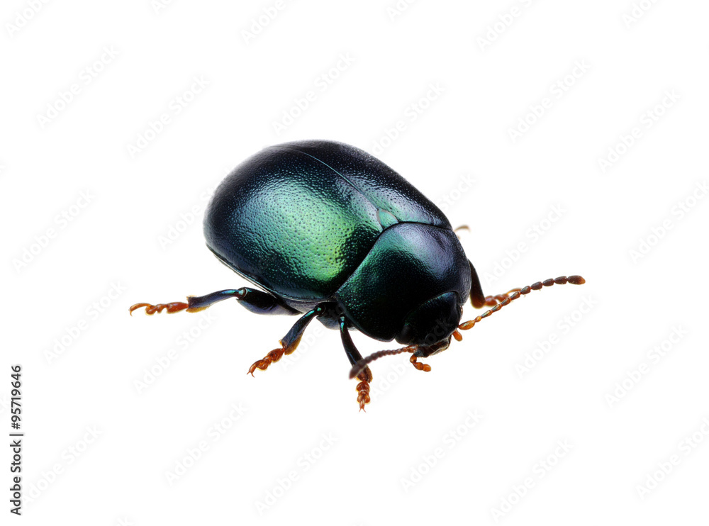 Green beetle Green beetle