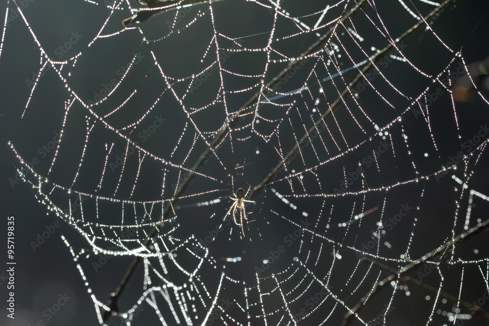 Fototapeta premium Spinne im Netz